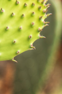 Sicily - Sunny impressions of the Aeolian Islands, also known as Aeolian Islands or Isole Eolie: Lipari, Stromboli, Salina, Vulcano, Panarea, Filicudi and Alicudi. Detail of a prickly pear. Sicily - Sunny impressions of the Aeolian Islands, also known as Aeolian Islands or Isole Eolie: Lipari, Stromboli, Salina, Vulcano, Panarea, Filicudi and Alicudi. Detail of a prickly pear.